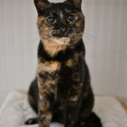 【譲渡決定】シュシュ：困り顔の大人猫！