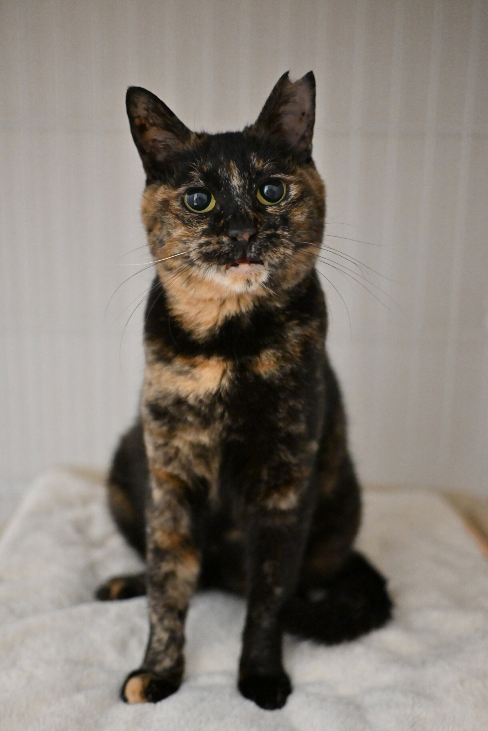 【譲渡決定】シュシュ：困り顔の大人猫！