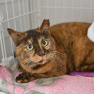 【譲渡決定】ごま：ナデナデするとすぐご機嫌