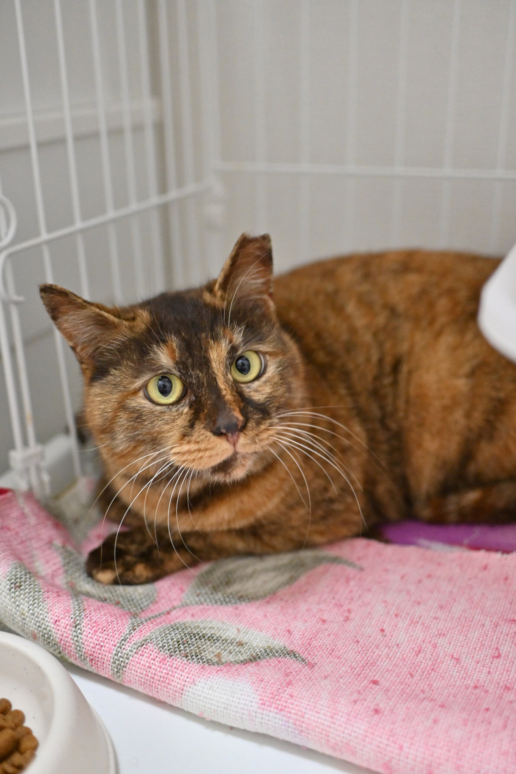 【譲渡決定】ごま：ナデナデするとすぐご機嫌