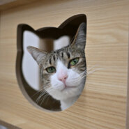 【譲渡決定】チロ：風格のついてきた男の子。