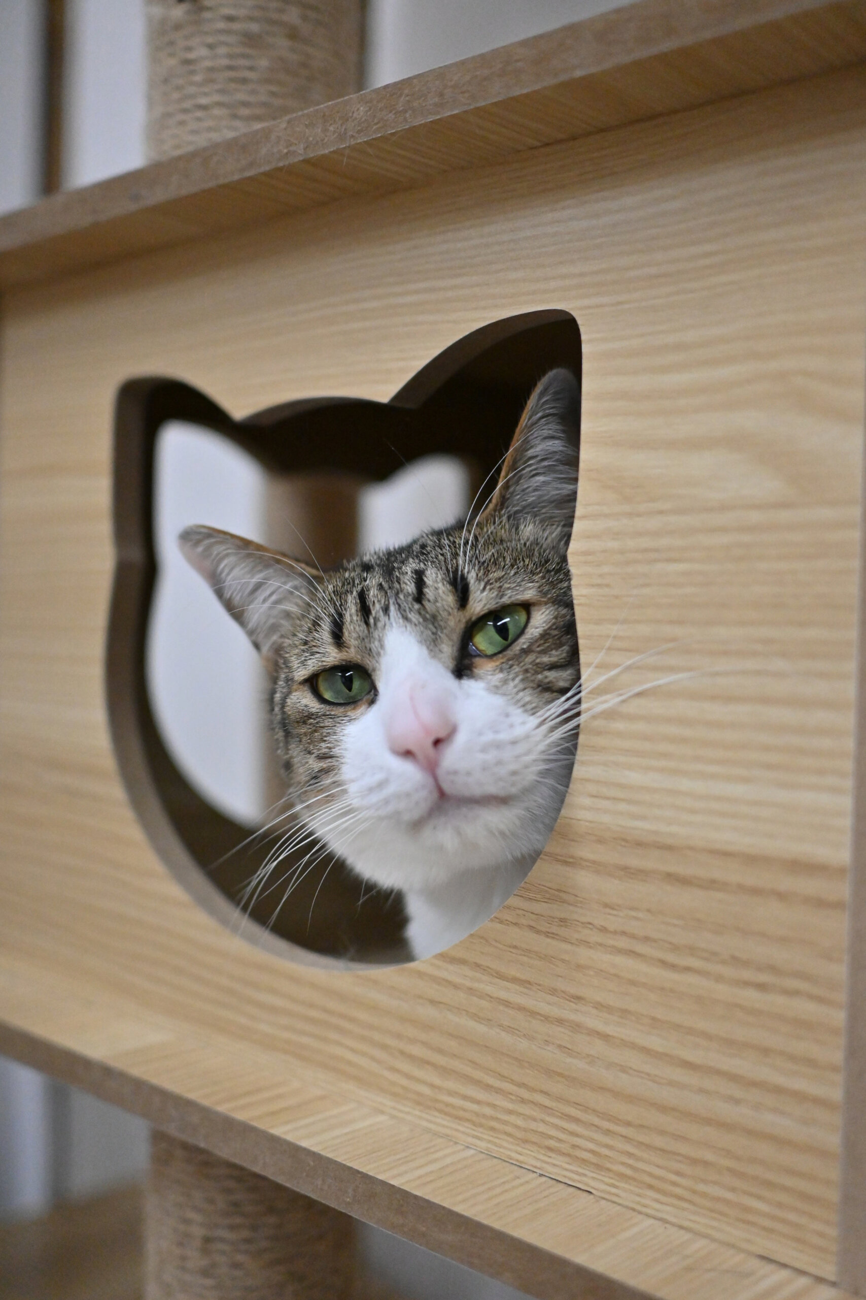 【譲渡決定】チロ：風格のついてきた男の子。