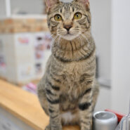 【譲渡決定】ラウト：元気いっぱい！な男の子！