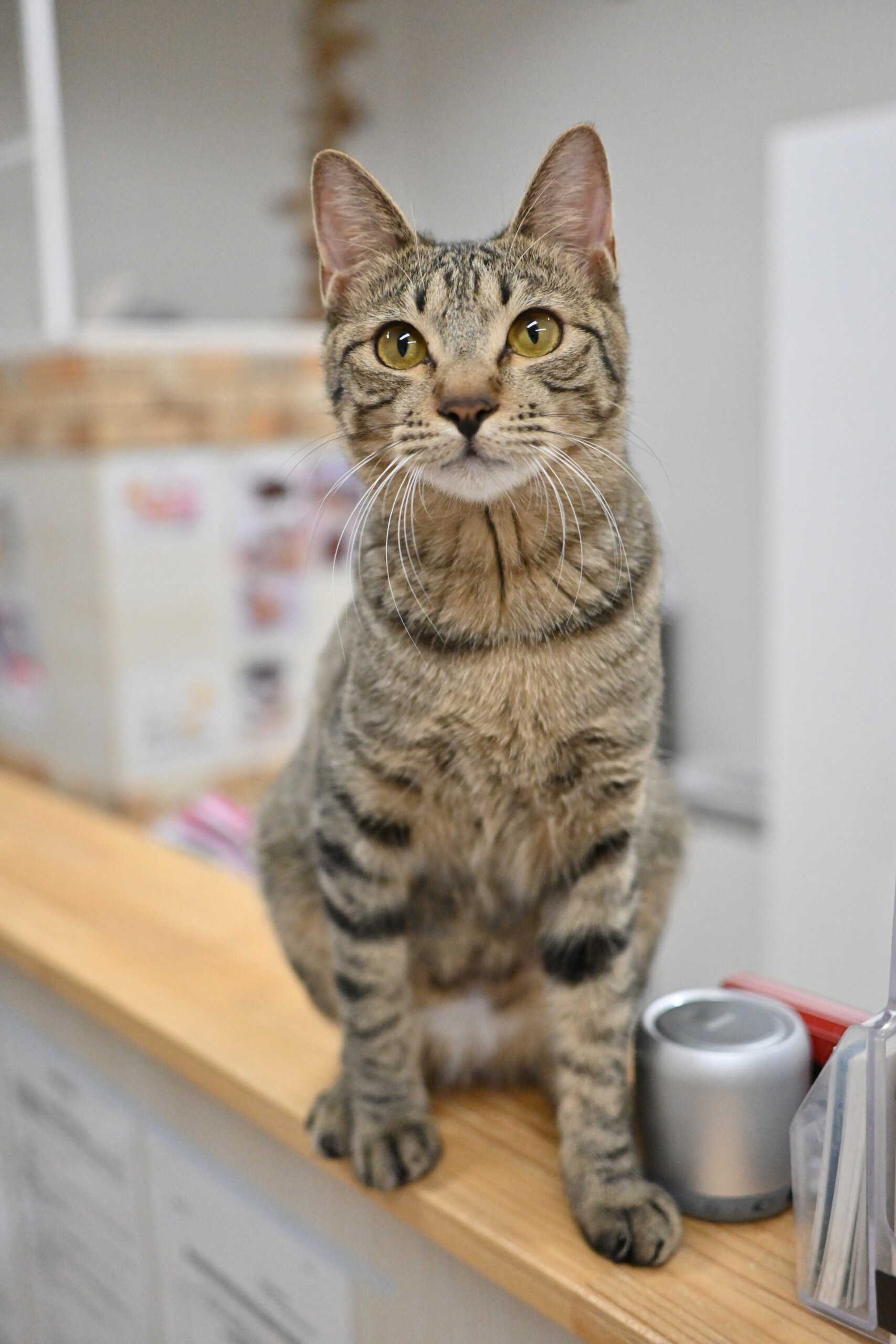 【譲渡決定】ラウト：元気いっぱい！な男の子！