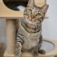 【譲渡決定】フク：パッチリ目のハンサムな男の子