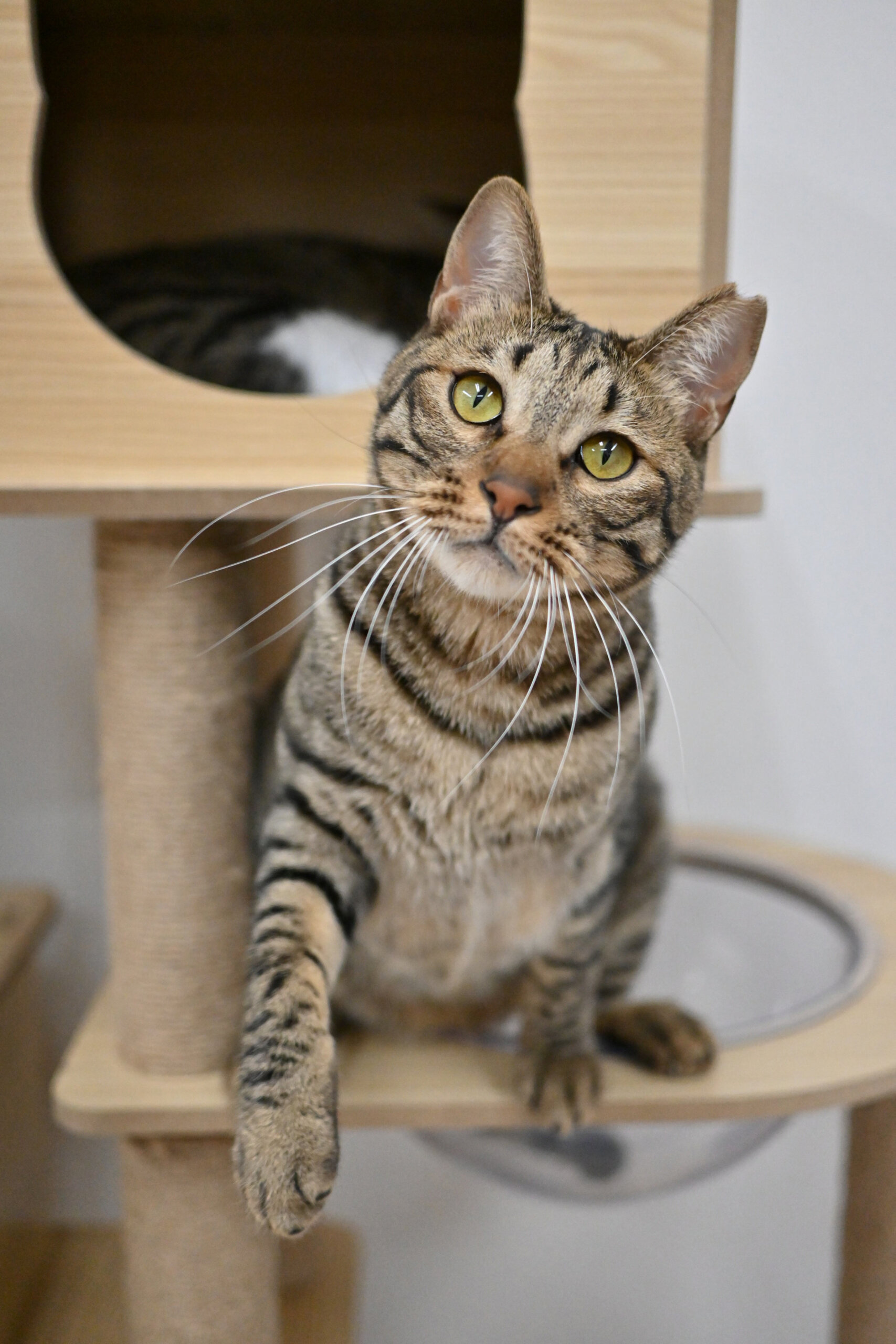 【譲渡決定】フク：パッチリ目のハンサムな男の子