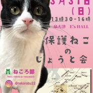 「保護ねこの譲渡会」