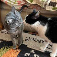 in江南市☆2会場同日の子猫もいる大祭り！☆2024年3月10日（日）～ 非営利団体「ちーむ にゃいんず」