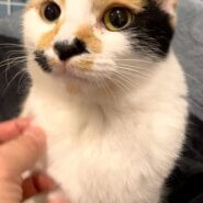 in瀬戸市☆瀬戸会場ラスト開催☆2会場同日の子猫もいる大祭り！☆2024年3月10日（日）～ 非営利団体「ちーむ にゃいんず」