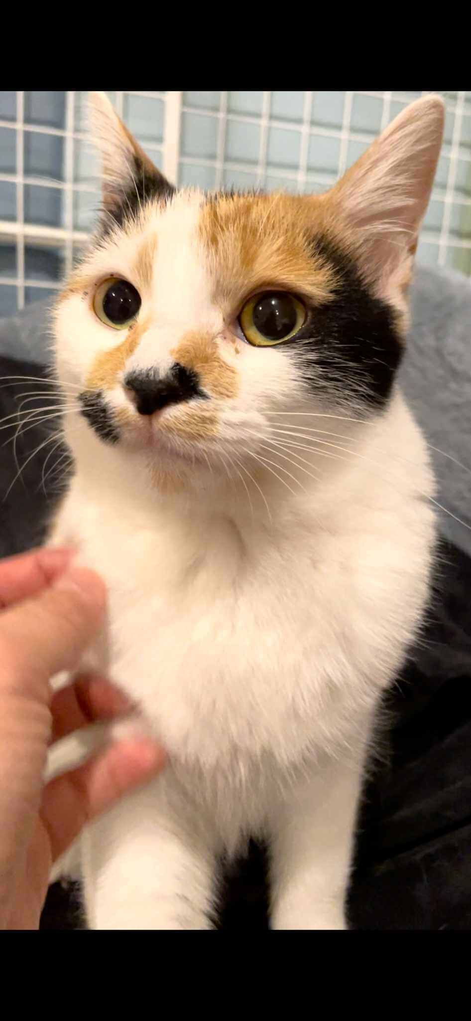 in瀬戸市☆瀬戸会場ラスト開催☆2会場同日の子猫もいる大祭り！☆2024年3月10日（日）～ 非営利団体「ちーむ にゃいんず」