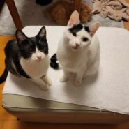 in江南市☆2会場同日開催☆保護猫の譲渡会☆2024年3月24日（日）～ 非営利団体「ちーむ にゃいんず」