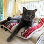 in豊明市☆2会場同日開催☆保護猫の譲渡会☆2024年3月24日（日）～ 非営利団体「ちーむ にゃいんず」