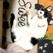 in豊明市☆保護猫の臨時譲渡会☆2024年3月31日（日）～ 非営利団体「ちーむ にゃいんず」