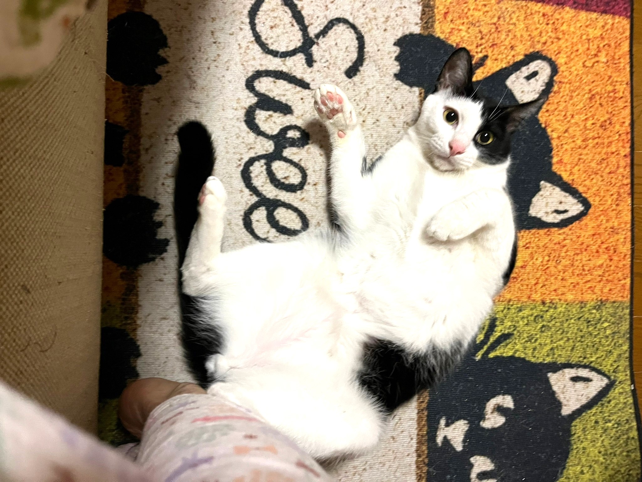 in豊明市☆保護猫の臨時譲渡会☆2024年3月31日（日）～ 非営利団体「ちーむ にゃいんず」