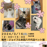 花ねこ譲渡会