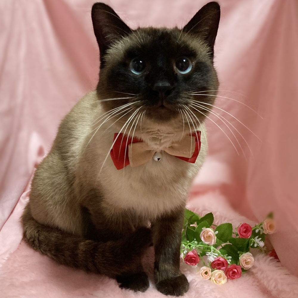 まん丸の青い瞳♪シャム風の美猫『おこげ』２歳