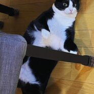 黒白はちわれ女の子3歳