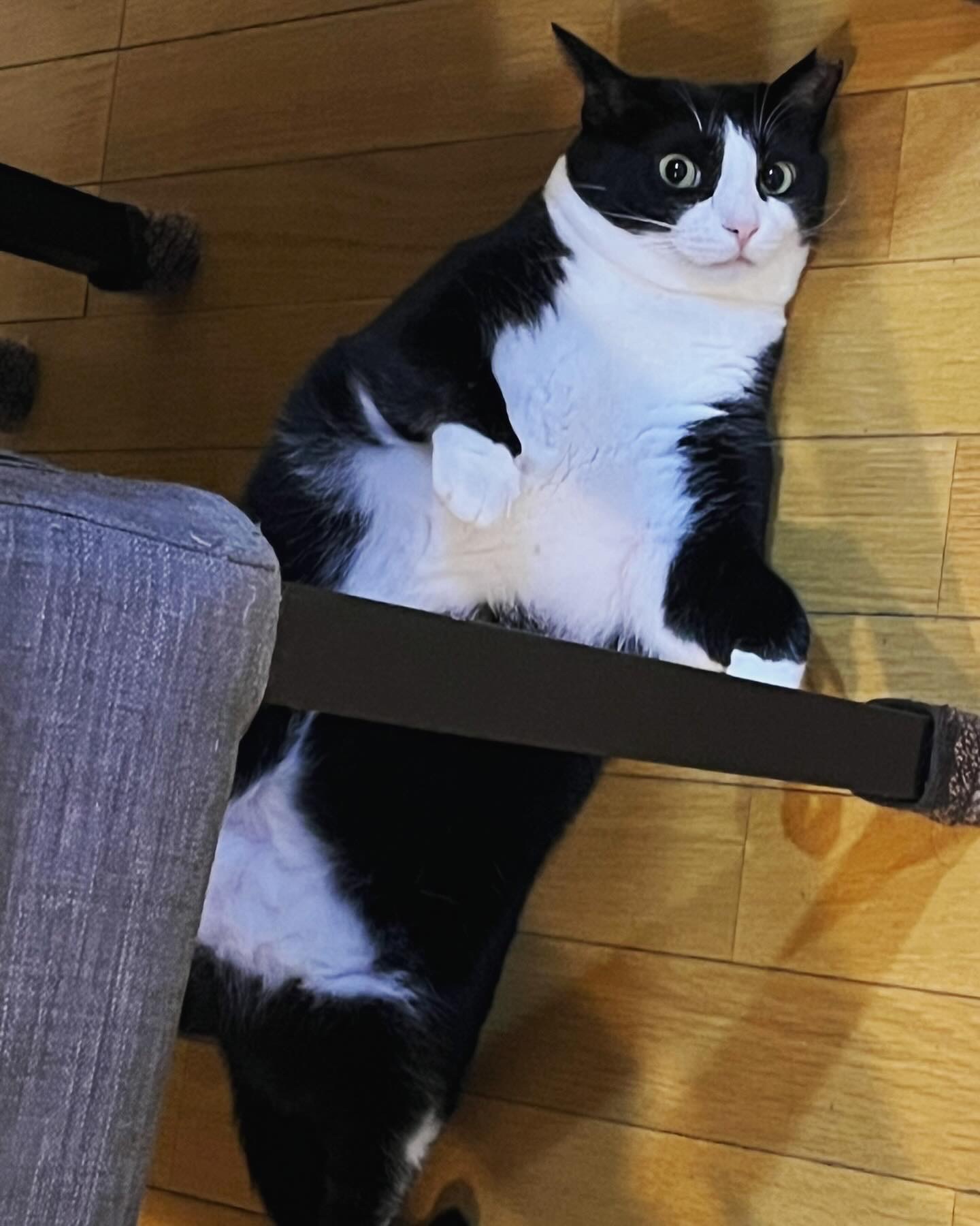 黒白はちわれ女の子3歳