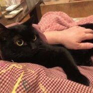 お顔も性格も可愛い黒猫アンジュ！