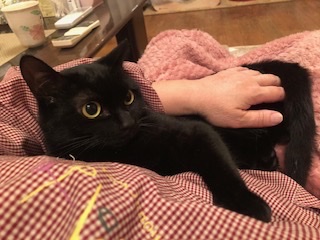 お顔も性格も可愛い黒猫アンジュ！