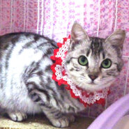 ナデナデ大好き♪紅(べに)ちゃん アメショ色 8ヵ月