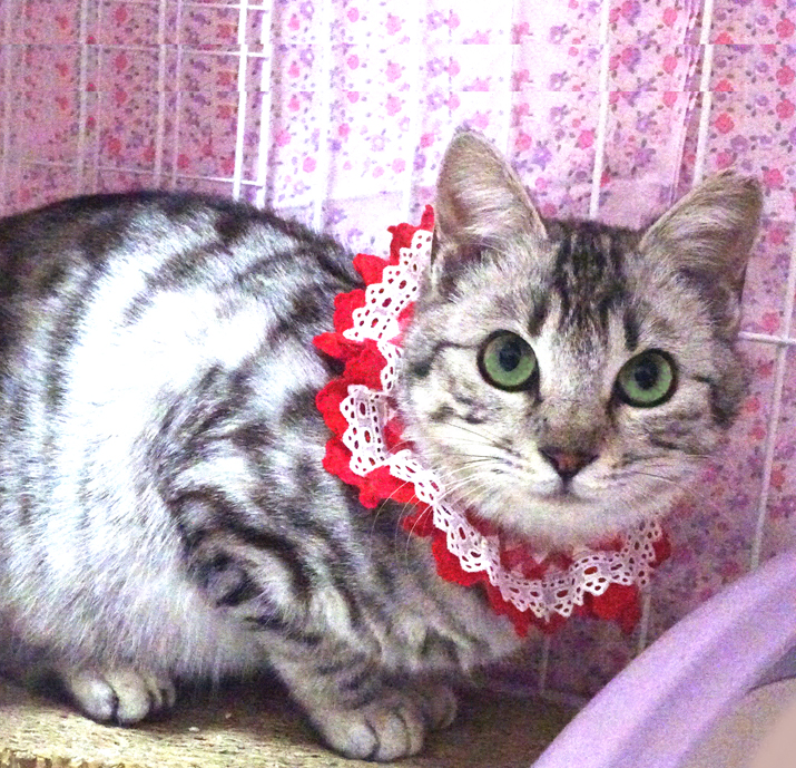 ナデナデ大好き♪紅(べに)ちゃん アメショ色 8ヵ月