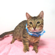 なれなれ甘えたマンチカン♪ルイくん 5ヵ月