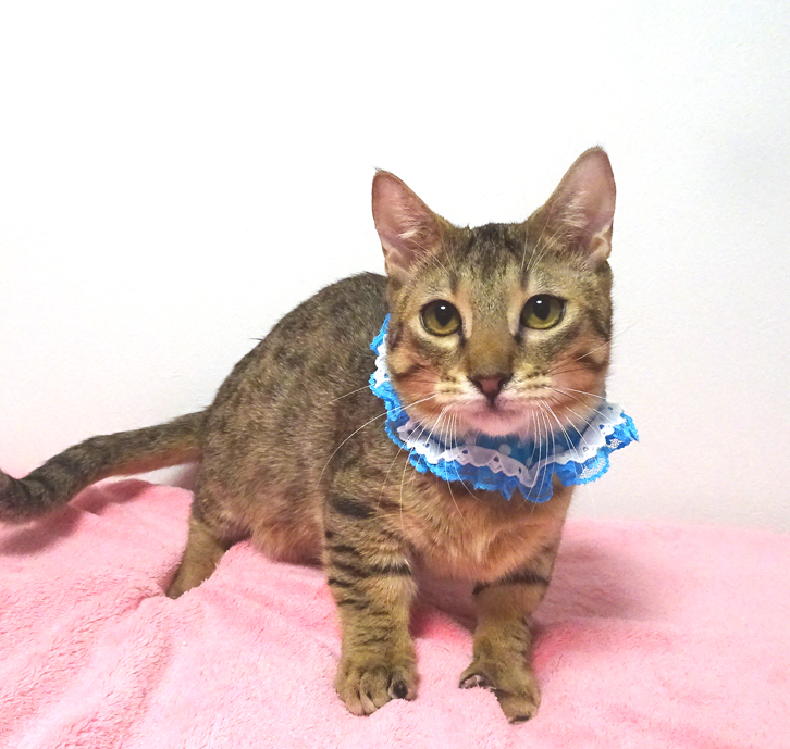 なれなれ甘えたマンチカン♪ルイくん 5ヵ月