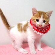 なれなれ♪可愛い茶白★ピコちゃん 2ヵ月弱