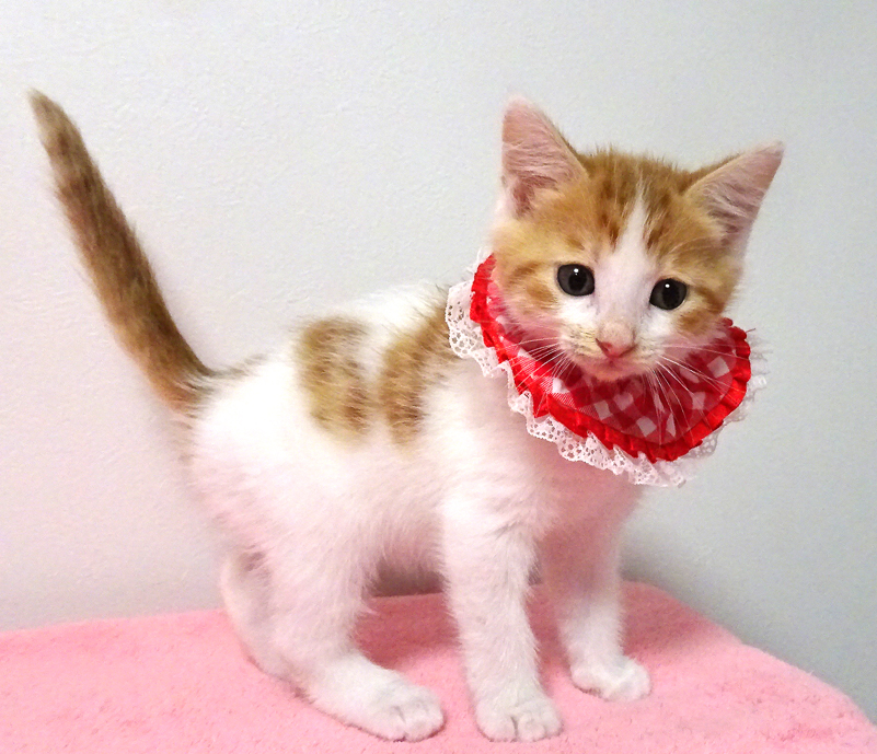 なれなれ♪可愛い茶白★ピコちゃん 2ヵ月弱