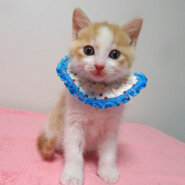 なれなれ♪可愛い茶白★ピノくん 2ヵ月弱