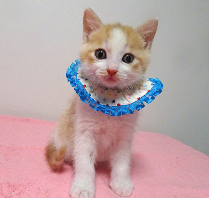 なれなれ♪可愛い茶白★ピノくん 2ヵ月弱