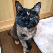 全盲でも不自由なし♪甘えたサビ★はるちゃん 9ヵ月