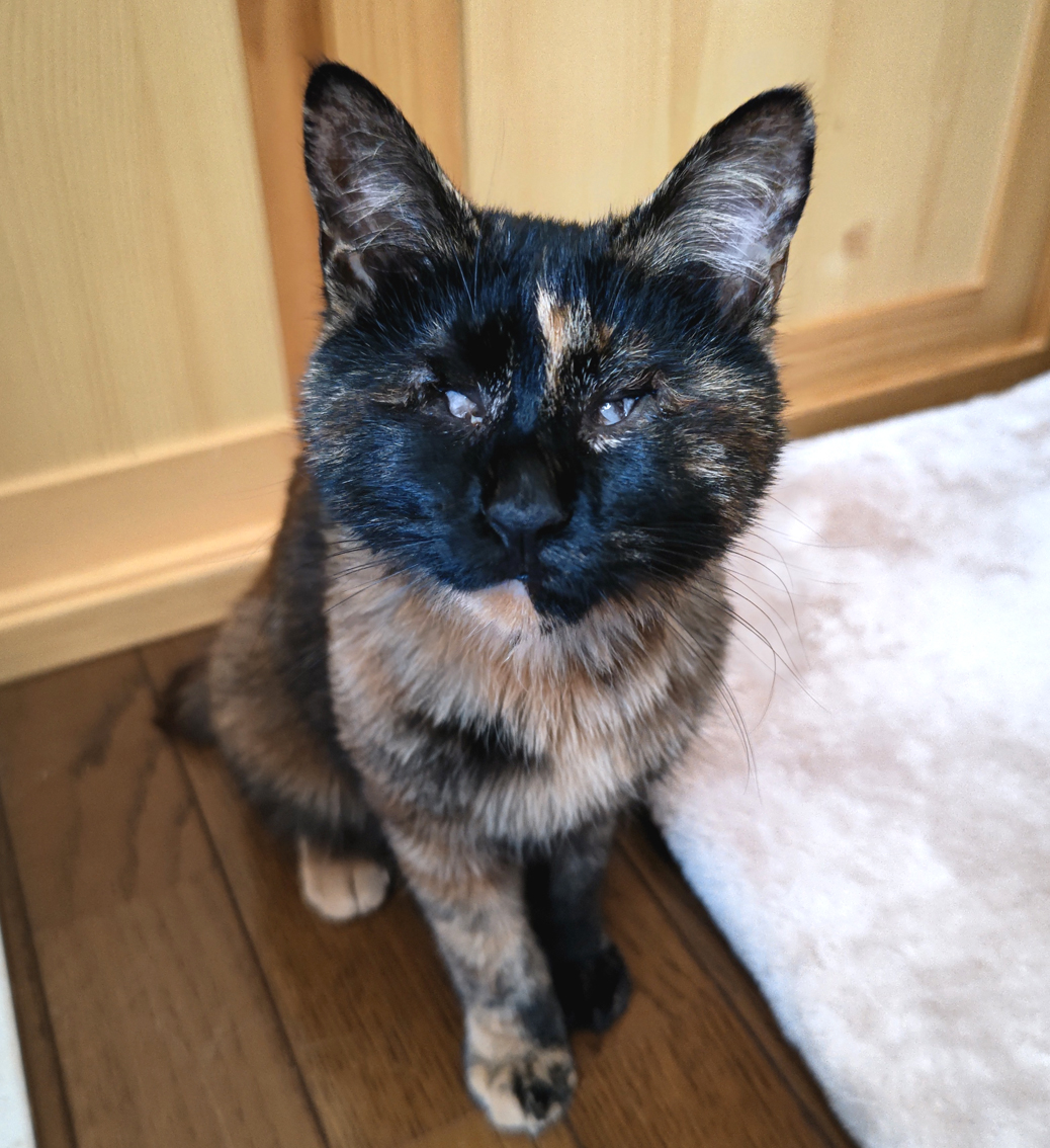 全盲でも不自由なし♪甘えたサビ★はるちゃん 9ヵ月