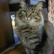 ★大阪府堺市里親会★月花ちゃん★モフモフの女の子