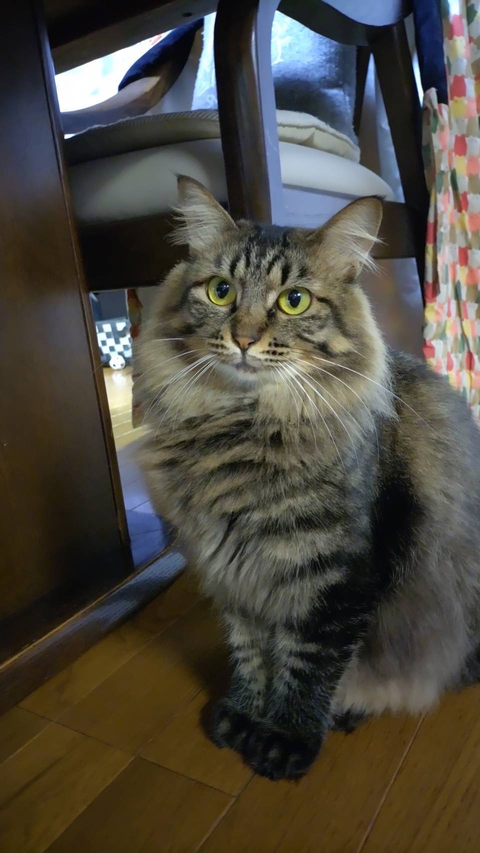 ★大阪府堺市里親会★月花ちゃん★モフモフの女の子