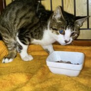 推定1才9ヶ月（女の子）