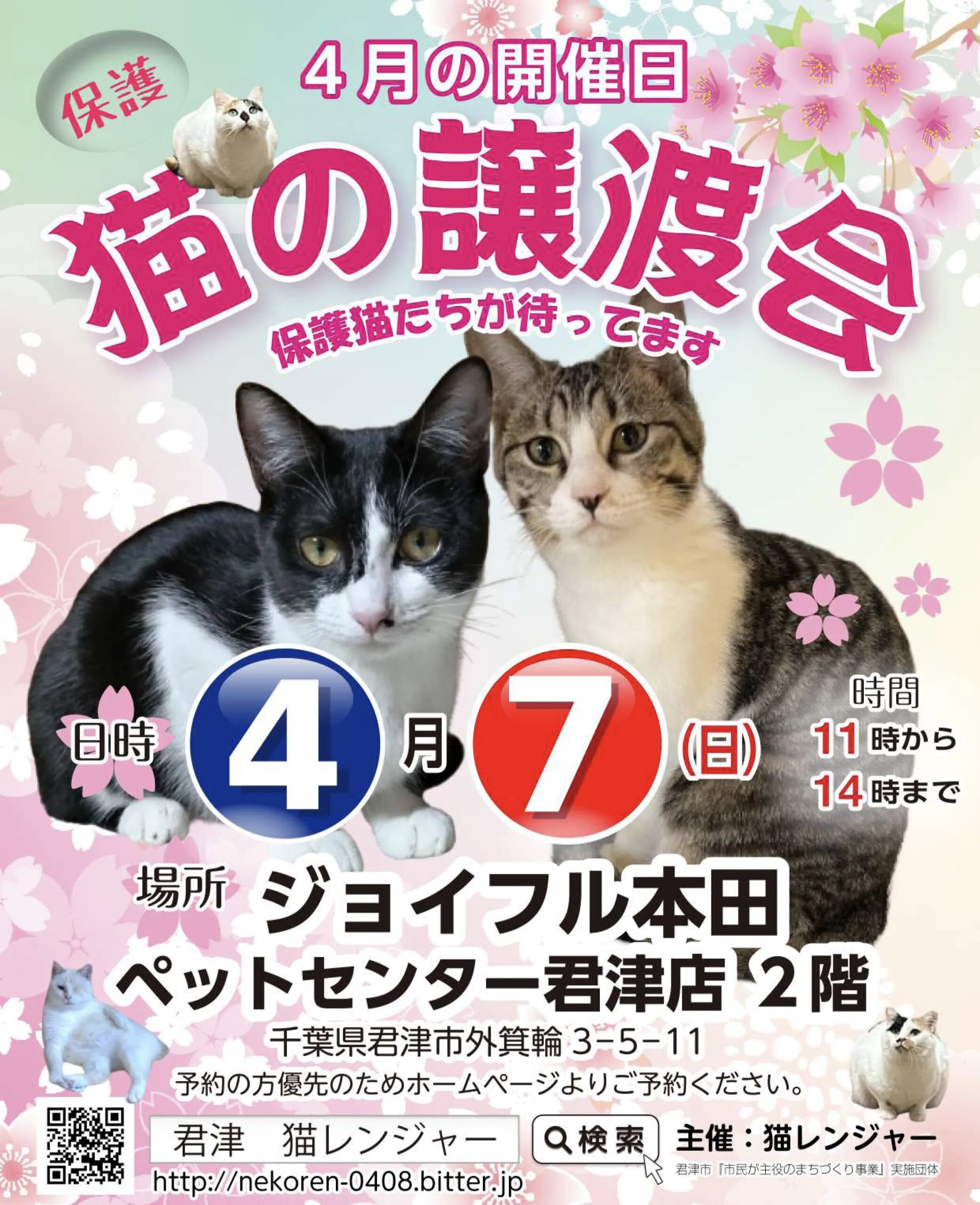 【君津市】猫の譲渡会