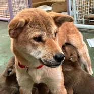 育児頑張ったお母さんワンちゃんです