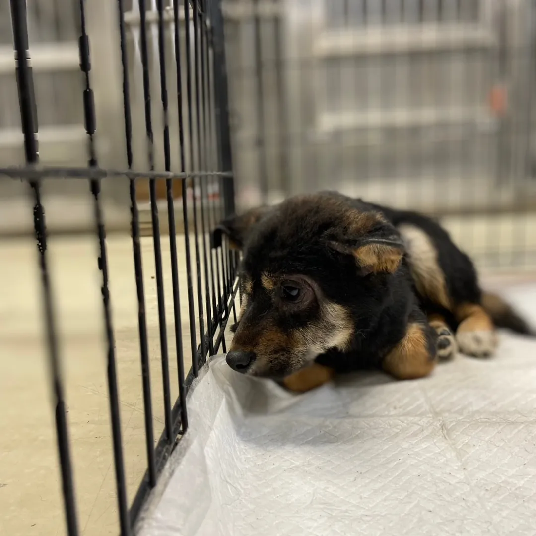 まだ幼い子です