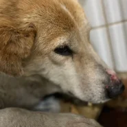 ３月26日期限です助けて下さい