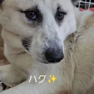 まだ若いきれいな目をした子です