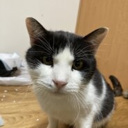 3〜4歳のハチワレくん(男の子)