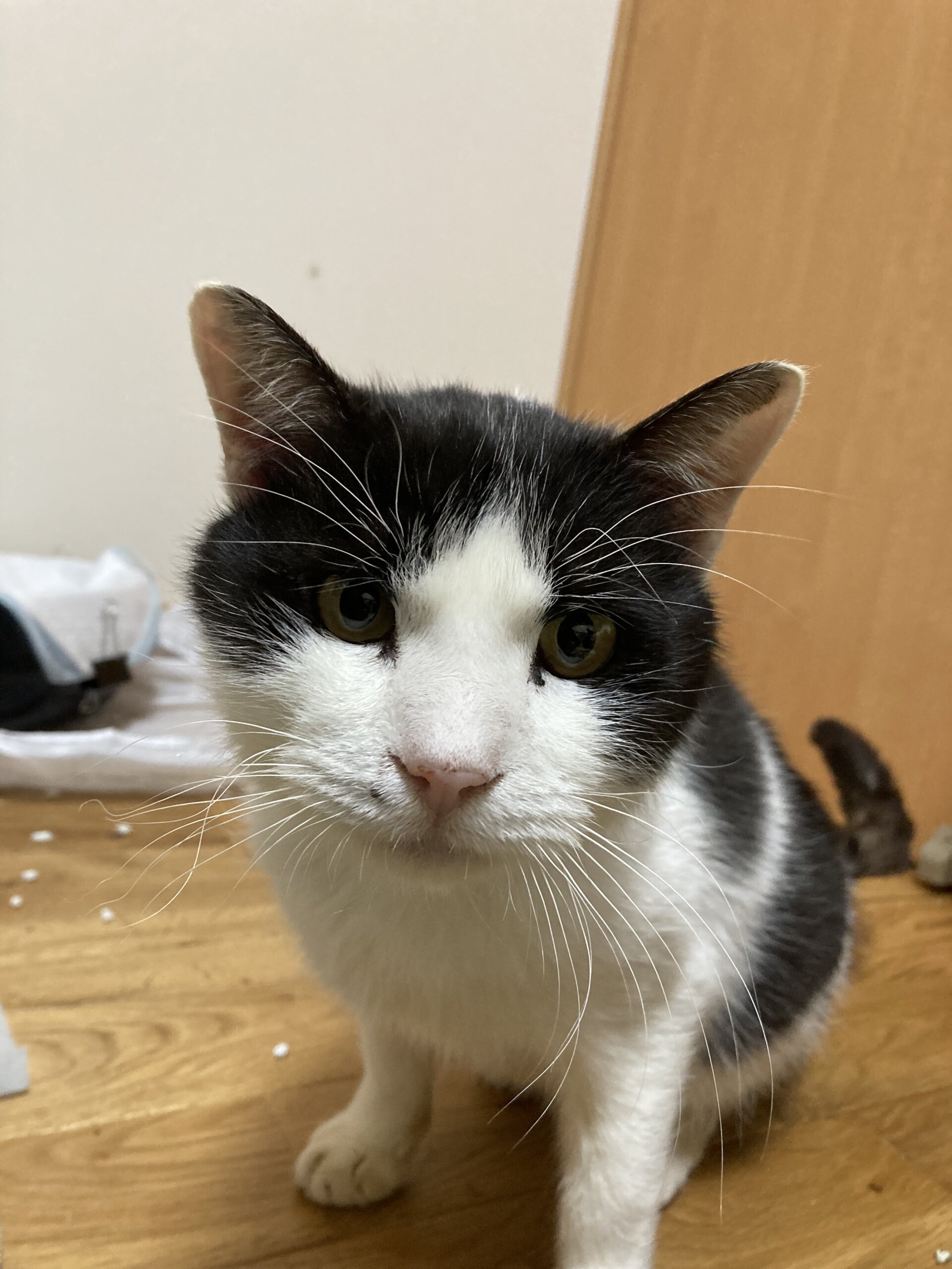 3〜4歳のハチワレくん(男の子)