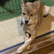生後5ヶ月ぐらいの子犬（男の子）