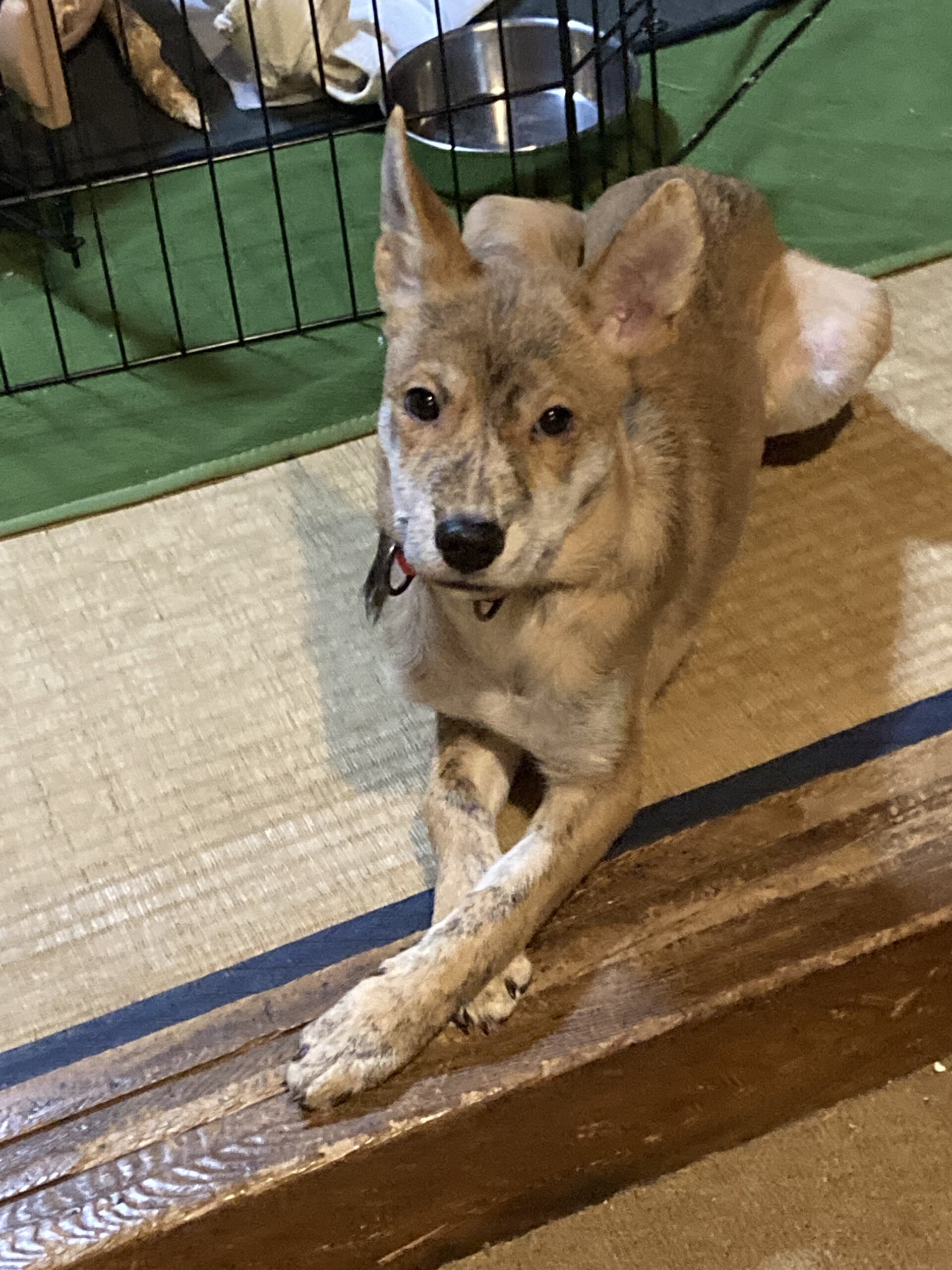 生後5ヶ月ぐらいの子犬（男の子）