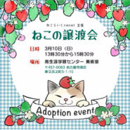ねこの譲渡会