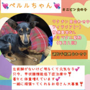 ペルルちゃん