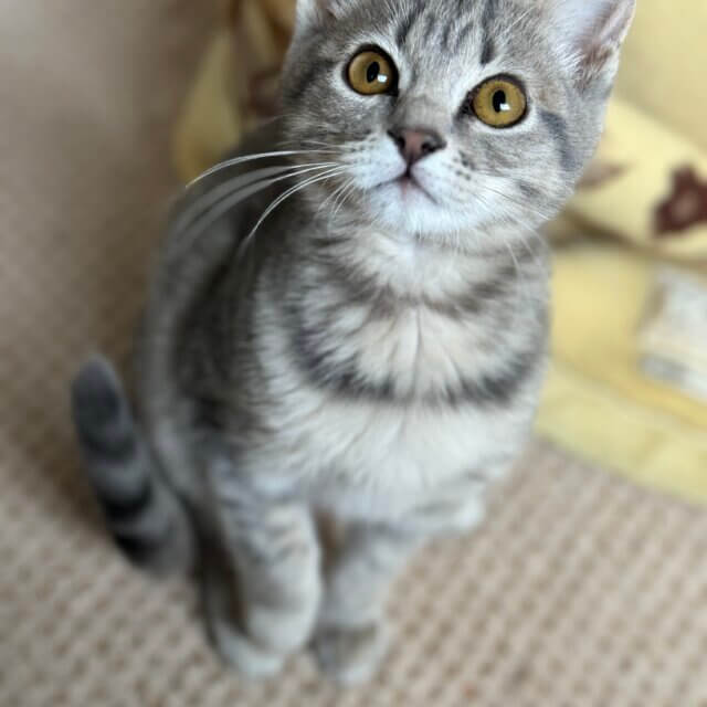 犬猫保護活動ボランティアさん募集