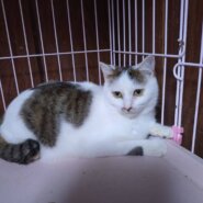 チョロくん8ヶ月白多めキジ白